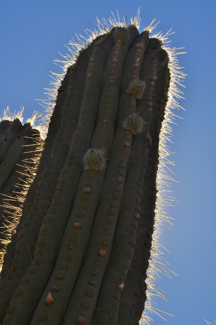 cactus needles